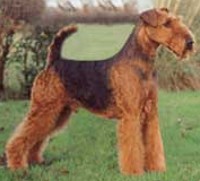 webkinz airedale terrier