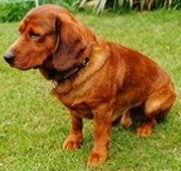 Alpine Dachsbracke