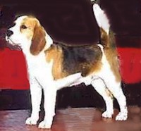 Beagle Harrier