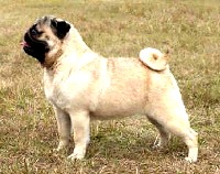 chines pug 28 images pug puppies rescue pictures information temperament pug pug chines pug 28 images pug puppies rescue pictures information temperament pug pug