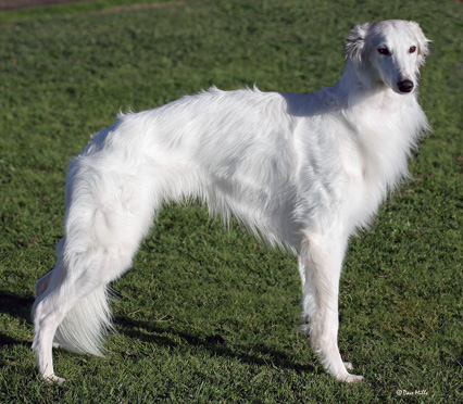 The Silken Windhound breed profile is sponsored by www.