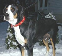 swissie