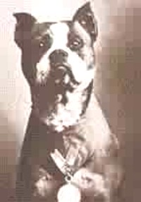 Stubby, the most decorated US Military Dog served 18 months in WWI